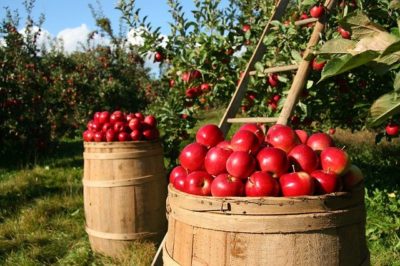 リンゴの収穫
